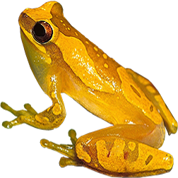 Hourglass Tree Frog